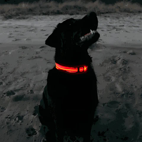 GlowPaw – Leuchtendes LED-Hundehalsband für sichere Abendspaziergänge
