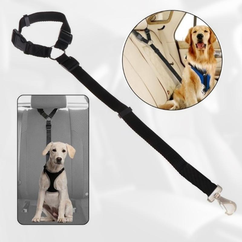 SafeRide™ – Sicheres Reisen für Hunde & Katzen