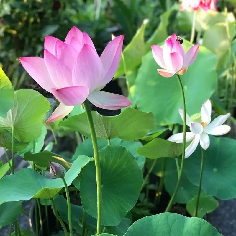 LotuShine – Lotusblüten für Ruhe & Farbe im Garten