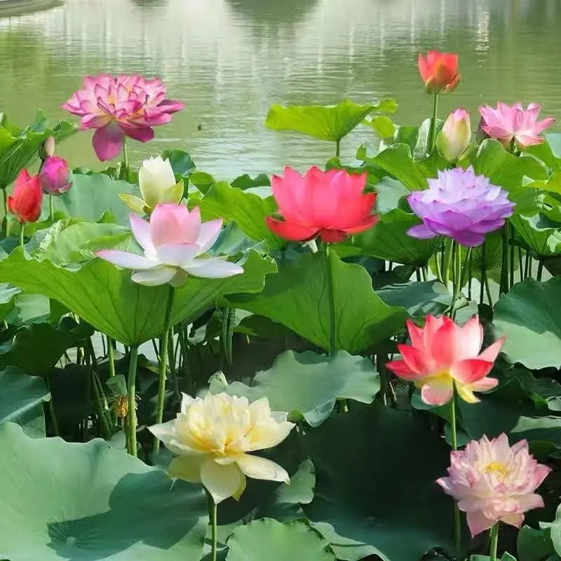 LotuShine – Lotusblüten für Ruhe & Farbe im Garten