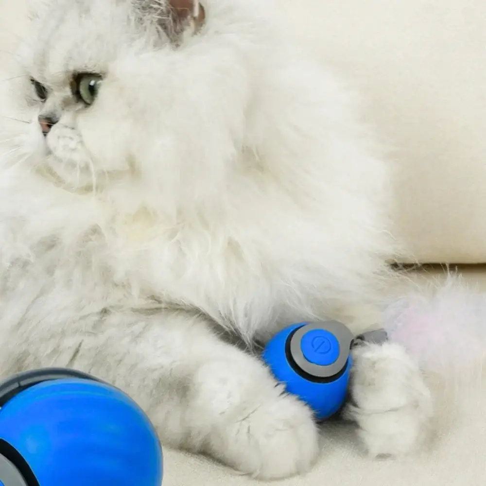 FlitzKatz – Endlich ein Spielzeug, das Katzen wirklich lieben