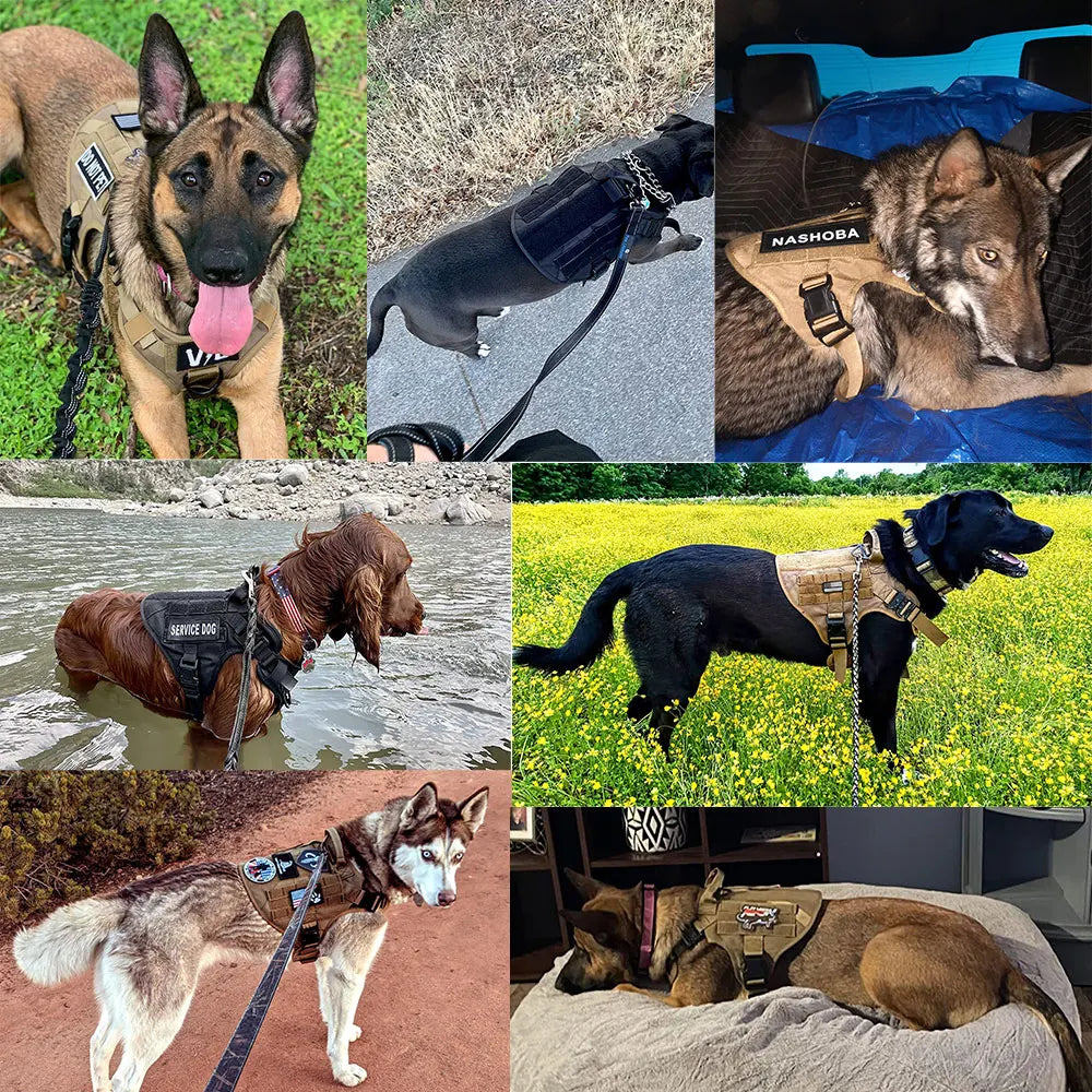 K9Force Pro – Kein Ziehen. Mehr Kontrolle. Maximale Sicherheit