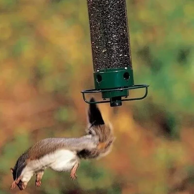 VogelGlück – Endlich Vögel füttern ohne nervige Eichhörnchen