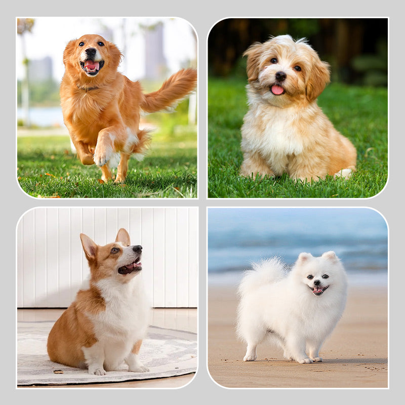 PawSafe Socks – Schutz & Style für glückliche Hunde
